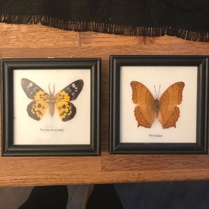 Two Butterfly and Moth pictures